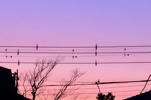 夕焼けと電線 夕焼けと電線の写真
