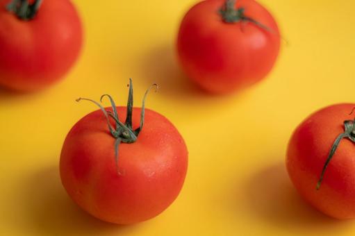 Row of tomatoes up yellow back, tomato, red, vegetables, JPG
