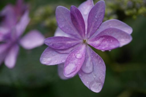 紫陽花 紫陽花の写真