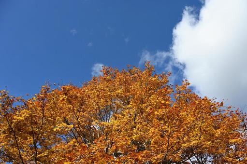 長野県の蓼科湖畔の紅葉と青空と雲の風景 長野県,蓼科湖,紅葉の写真素材