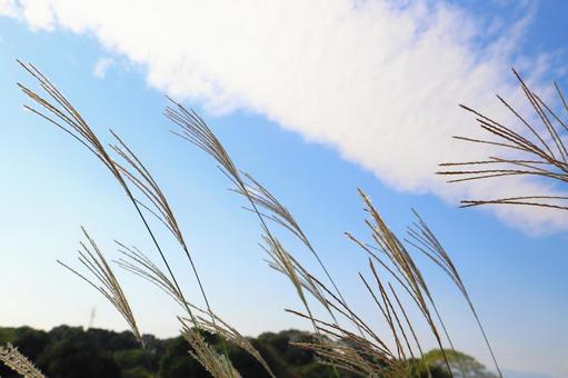 すすき　青空　白い雲 ススキ,空,青空の写真素材