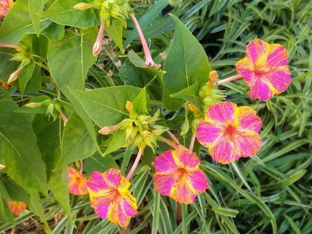 花 花の写真