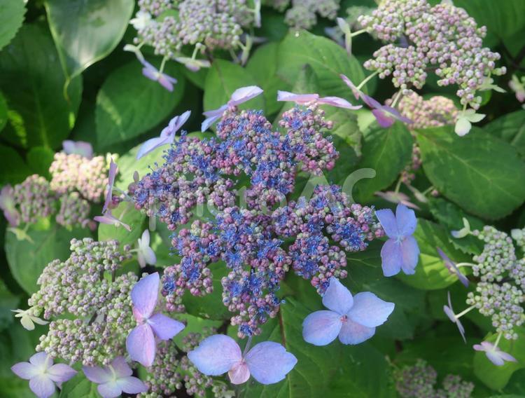紫陽花　梅雨の季節　日本の花 紫陽花,あじさい,アジサイの写真素材