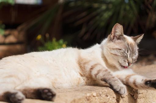 かわいい猫_5 かわいい猫_5の写真