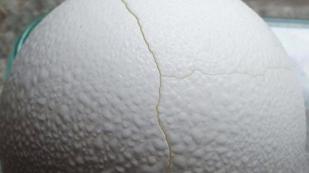 卵の殻のひび 卵の殻のひびの写真