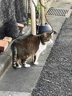 野良猫 野良猫の写真