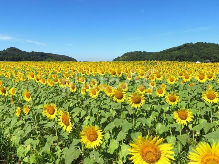 益子町のひまわり畑 ひまわり畑,向日葵,夏の写真素材