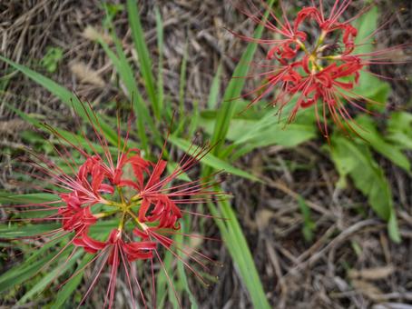 野辺に寄り添う赤いふた華 野辺に寄り添う赤いふた華の写真
