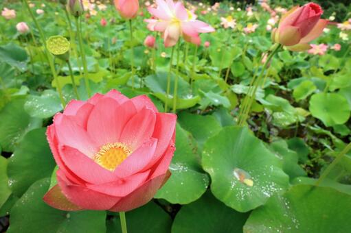 ハスの花６の写真