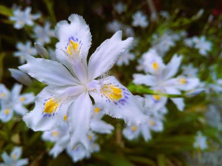 Photo, shaga, flower, up, 