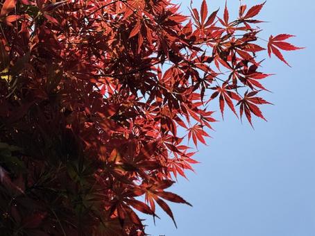 紅葉 紅葉の写真