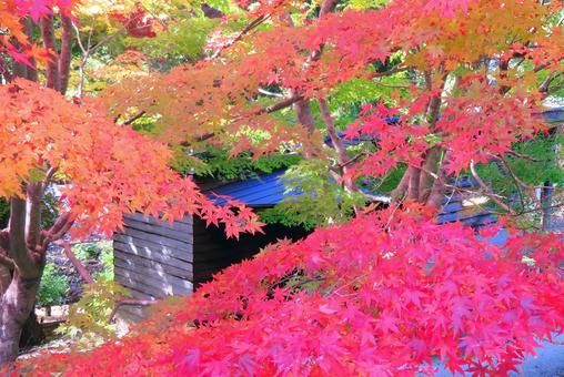 鮮やかでカラフルなもみじの紅葉 鮮やかでカラフルなもみじの紅葉の写真