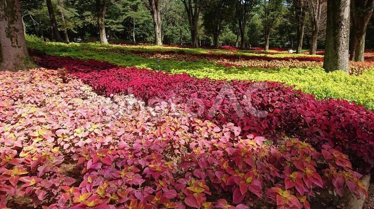 森林公園のコリウス コリウス,森林公園,埼玉県の写真素材