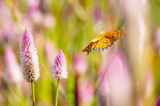ツマグロヒョウモン(107) ツマグロヒョウモン(107)の写真