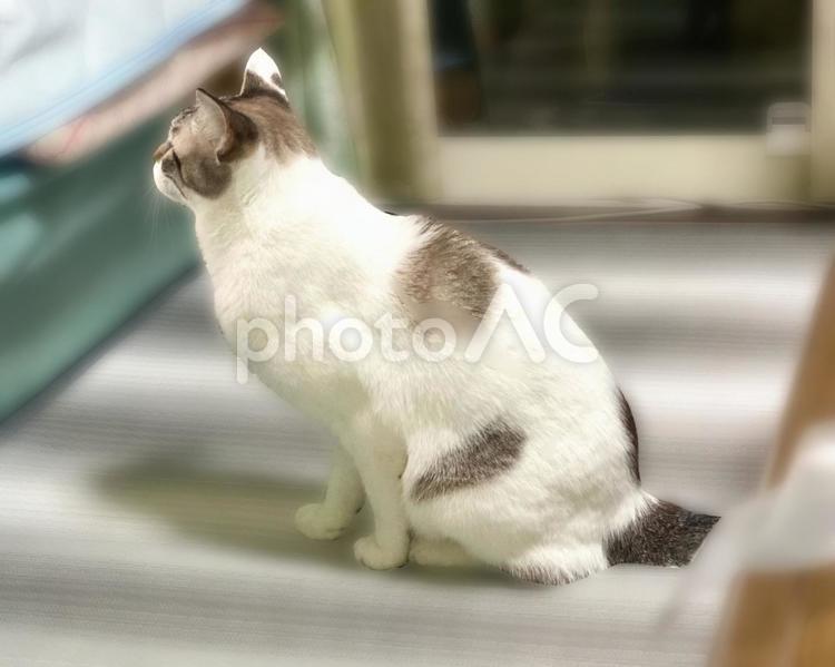 お座りするシャムトラ猫さんの横顔 猫,シャムトラ,微睡むの写真素材