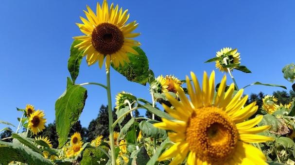 ひまわり ひまわり ひまわり,向日葵,青空の写真素材