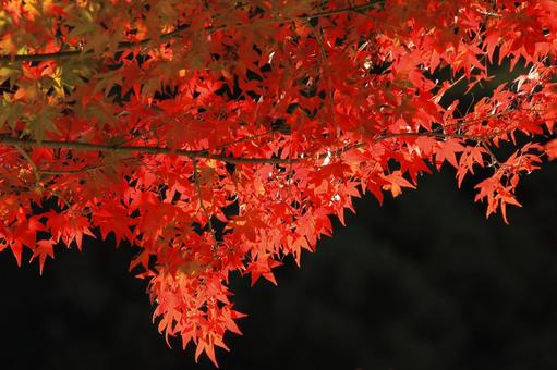 紅葉 赤と黒 紅葉 赤と黒の写真