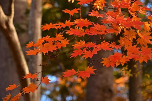 ふんわりと紅葉 秋,紅葉,オレンジ色の写真素材