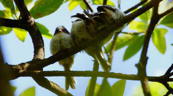 エナガだんご エナガだんご 野鳥,バードウォッチング,エナガの写真素材