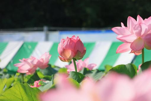 蓮の花 夏祭りのテント 蓮の花 夏祭りのテント 蓮の花,夏祭り,テントの写真素材