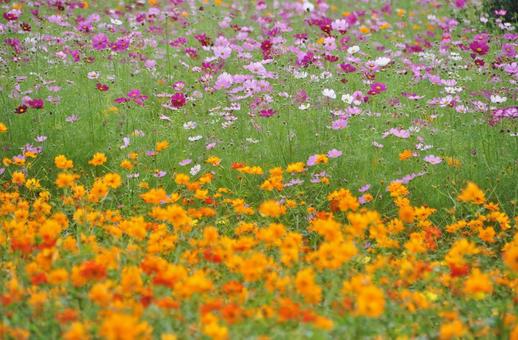 <Image of Autumn> Cosmos, JPG