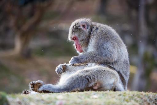 嵐山モンキーパークの猿の写真