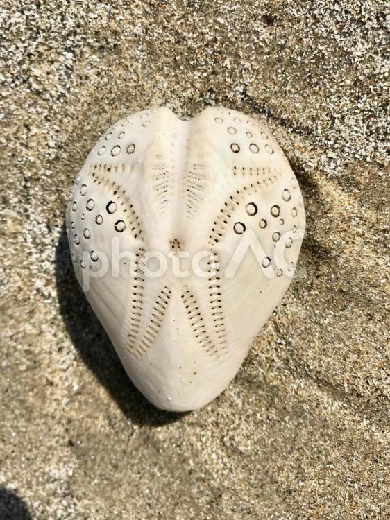 ヒラタブンブク/海岸に打ち上げられる ヒラタブンブク,ウニのなかま,ブンブク類の写真素材