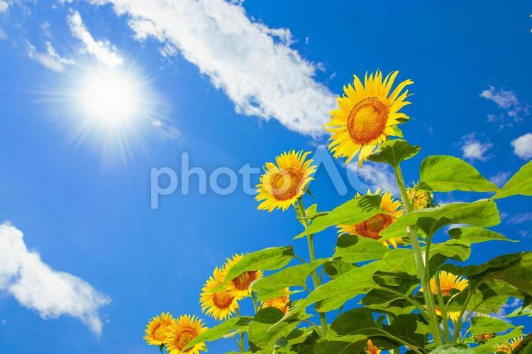 夏の青空に咲く元気なひまわり 21 ヒマワリ,夏空,ひまわりの写真素材
