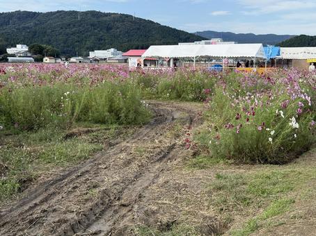 福井県 曇り空と宮ノ下コスモス公苑 福井県 曇り空と宮ノ下コスモス公苑 福井県,宮ノ下コスモス公苑,曇りの写真素材