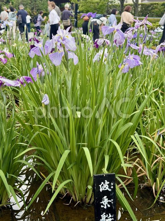 堀切菖蒲園　曇り空の下花菖蒲が咲き誇る 癒し,壁紙,花畑の写真素材