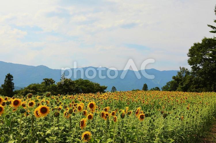 ひまわり2 ひまわり,菜の花公園,飯山の写真素材