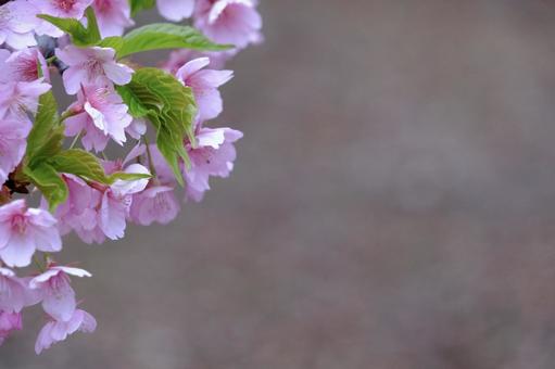 季節の変わり目の写真