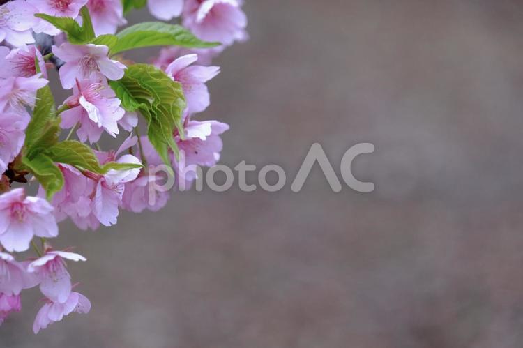 季節の変わり目 桜,花,満開の写真素材