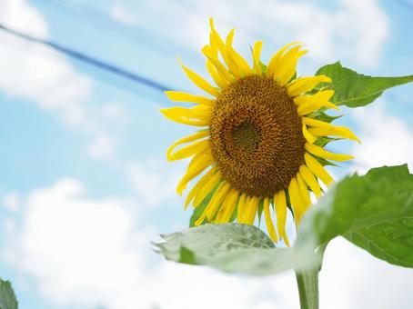 夏のひまわり ひまわり,夏,青空の写真素材