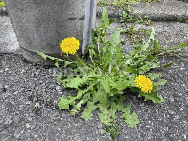 道端のたんぽぽ タンポポ,たんぽぽ,蒲公英の写真素材