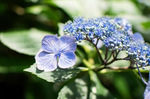 Hydrangea, JPG Hydrangea, JPG