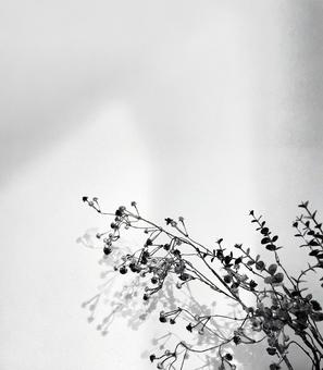 ドライフラワー、コピースペースの写真