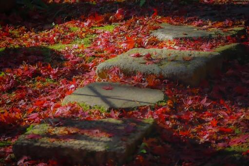 秋染めの石畳 秋,紅葉,もみじの写真素材