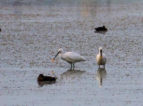 ヘラサギの写真
