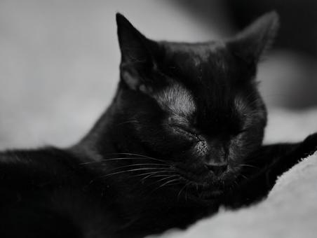 眠る猫 猫,黒猫,ペットの写真素材