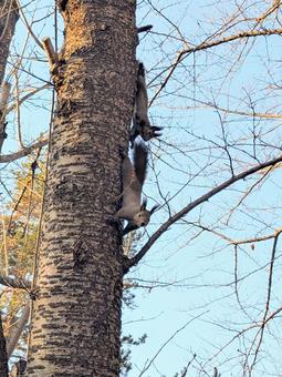 待ってよ〜 りす,冬,仲良しの写真素材