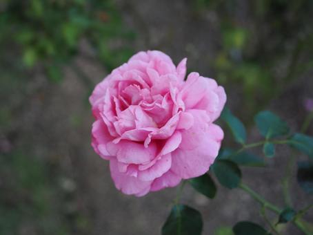 バラ園で鮮やかな色の薔薇を撮りました バラ園で鮮やかな色の薔薇を撮りましたの写真