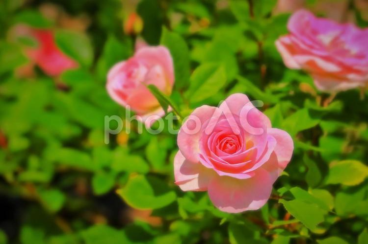 美しいピンクの薔薇の花 植物,花,薔薇の写真素材