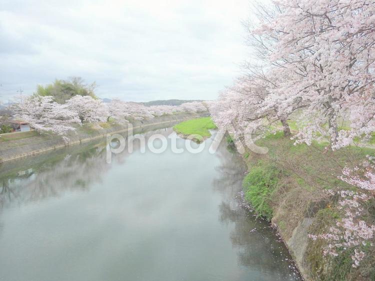 桜並木のある川 散策,散歩,春の写真素材