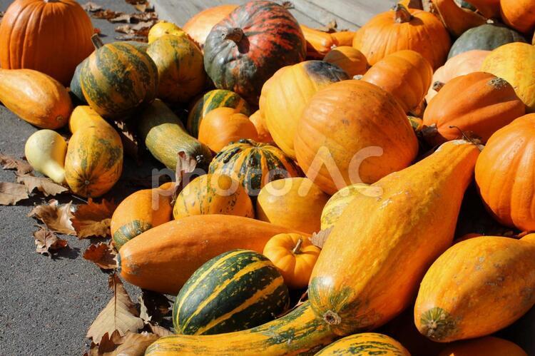 ハロウィンのかぼちゃ ハロウィン,南瓜,おもちゃかぼちゃの写真素材