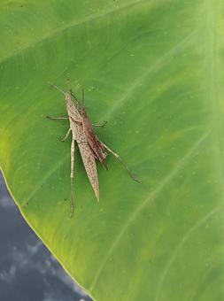 オンブバッタの写真