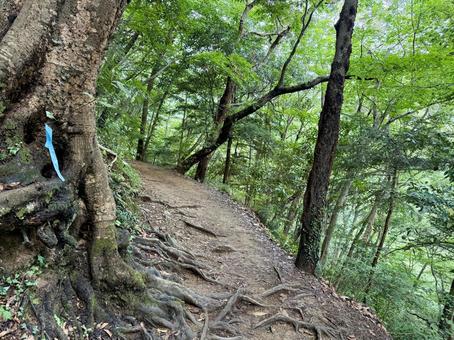 夏の高尾山　四号路　ハイキングコース 夏,高尾山,四号路の写真素材