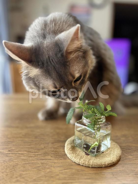 木製テーブルの上の猫と花瓶 猫,テーブル,ガラス瓶の写真素材