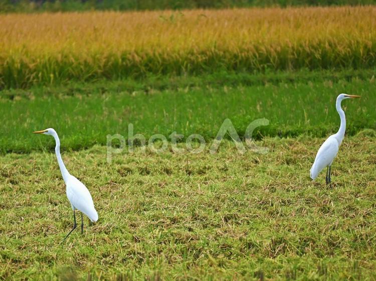 田んぼに立つ２羽のダイサギ ダイサギ,サギ,鷺の写真素材