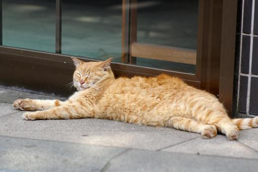軒先で眠る裏路地の茶トラ猫 ネコ,ノラ猫,茶トラ猫の写真素材